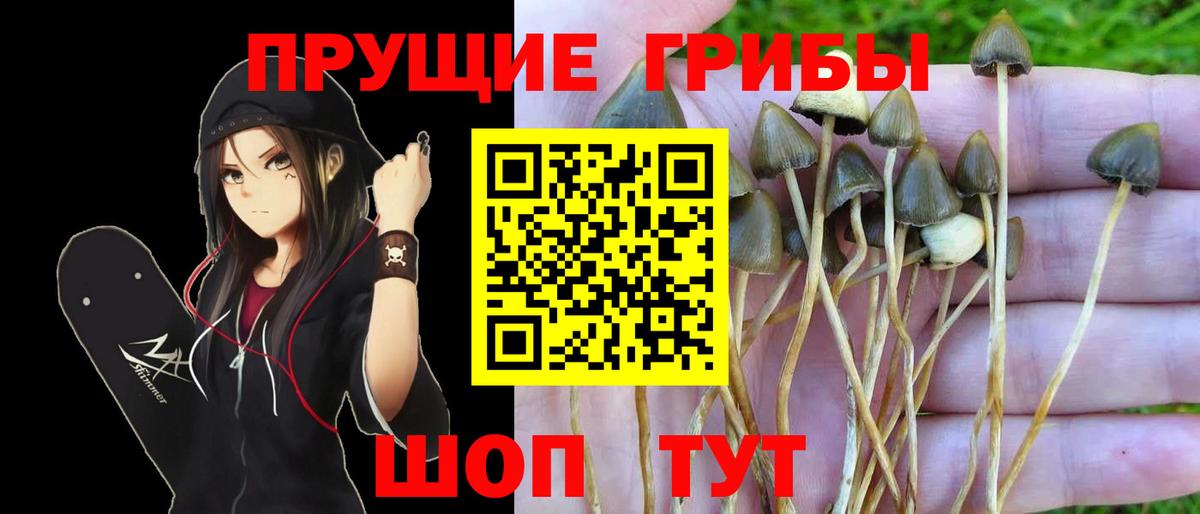 Баксан  Псилоцибиновые грибы Cubensis  Вход с VPN  Псилоцибиновые грибы прущие грибы 